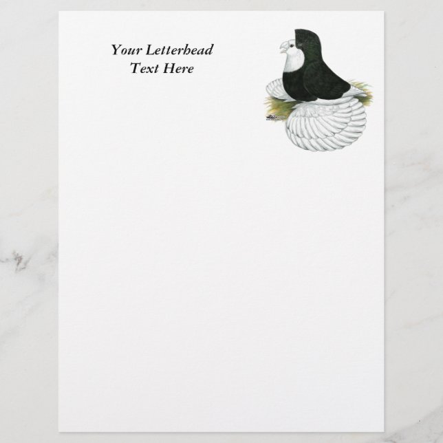 Papier Trumpeter Pigeon tête noire (Devant)
