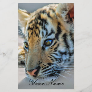 Papier Un bébé tigre mignon