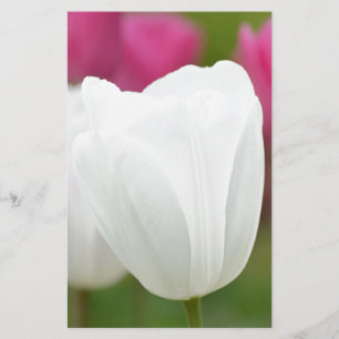 Papier Une tulipe blanche