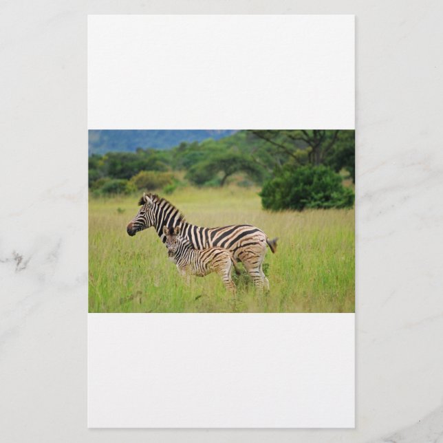 Papier Zebra bébé et maman (Devant)