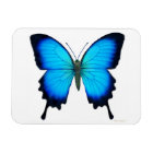 Papilio bleu Ulysse Papillon Magnet Premium