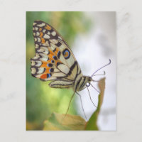 Papilio demoleus