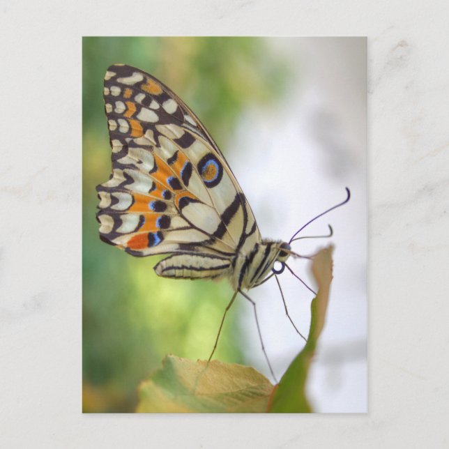 Papilio demoleus postcard (Front)