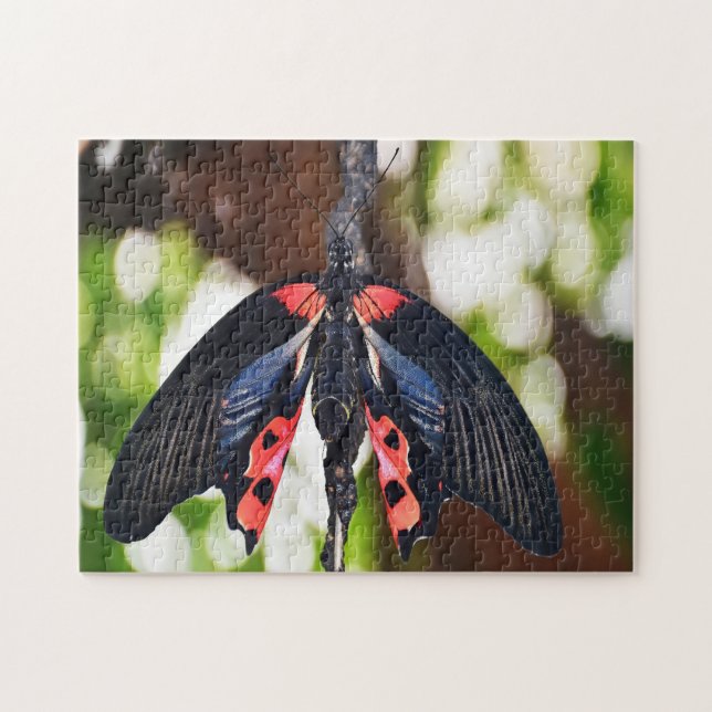 Papilio Rumanzovia Butterfly. Jigsaw Puzzle (Horizontal)