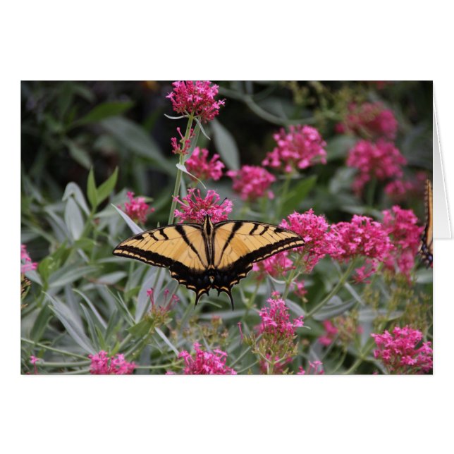 Papillon (Devant Horizontal)