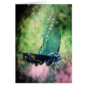 Papillon