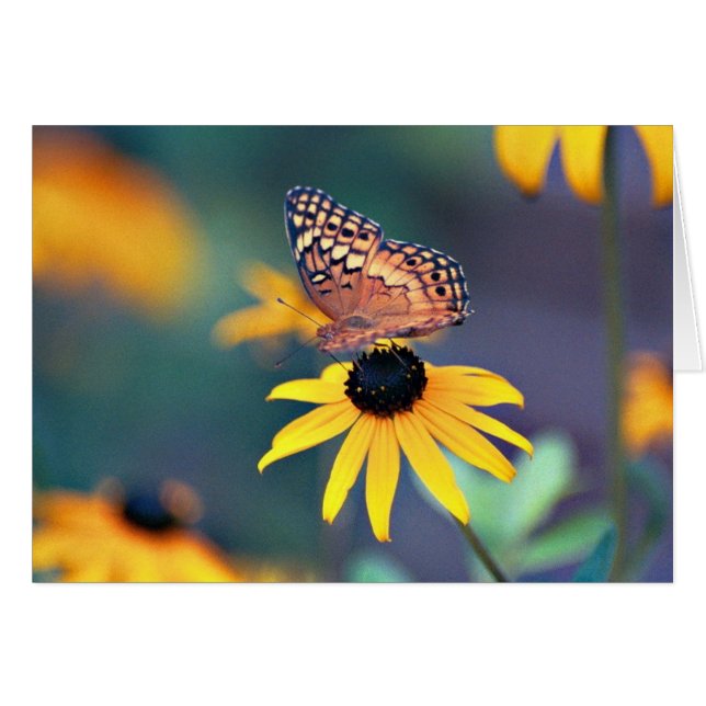 Papillon 1 (Devant horizontal)