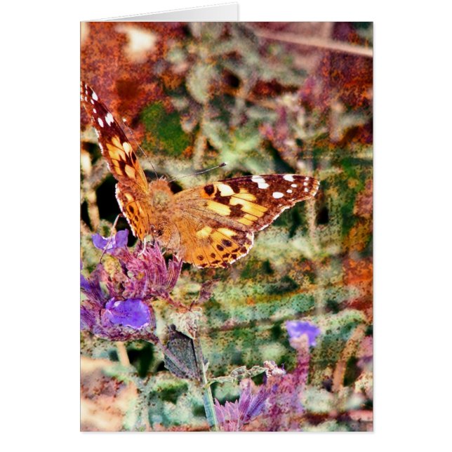 Papillon 2 (Devant)