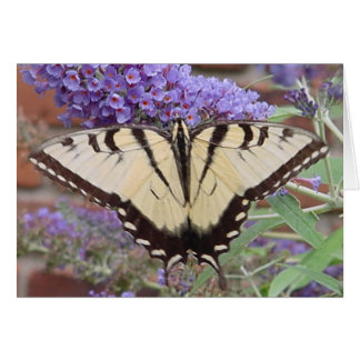 papillon 2