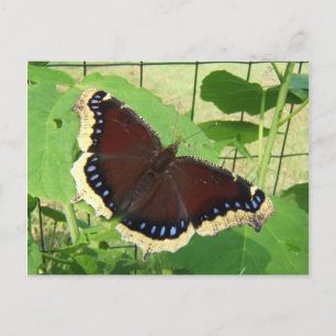 Papillon 56 ~ carte postale