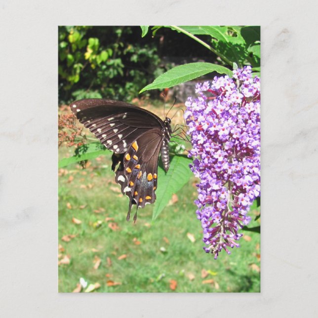 Papillon à épicéa ~ carte postale (Devant)