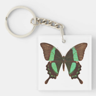 Papillon à queue blanche