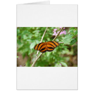 Papillon à rayures de tigre