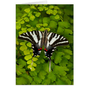 Papillon américain porte-queue
