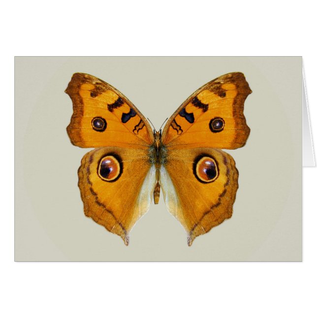 Papillon Argus des prairies (Devant horizontal)