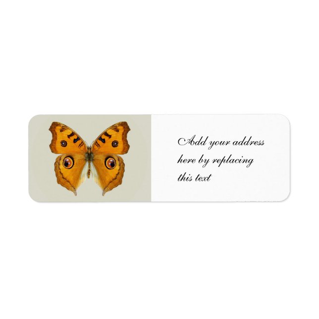 Papillon Argus des prairies (Devant)