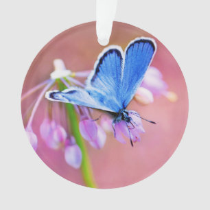 Papillon azuré