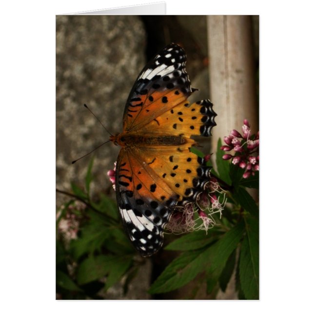 Papillon blanc (Devant)