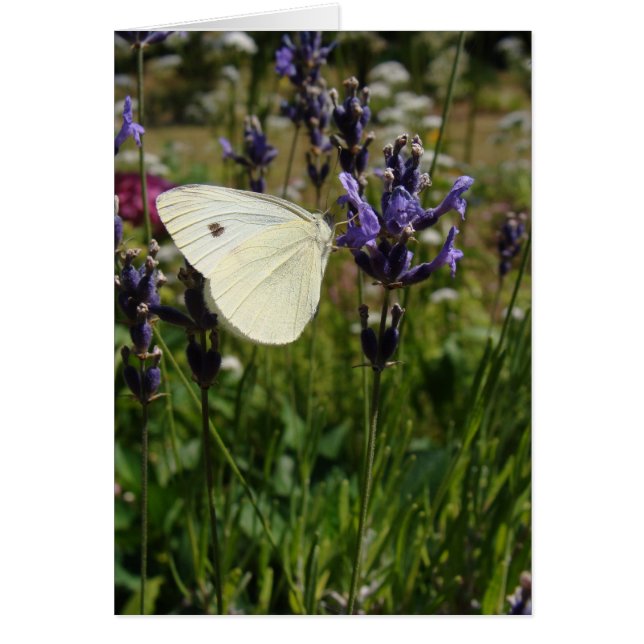 Papillon blanc sur fleurs de lavande (Devant)
