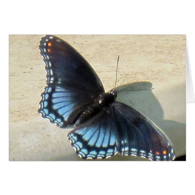 Papillon bleu (Devant horizontal)