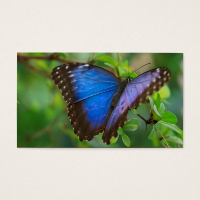Papillon bleu (Devant)