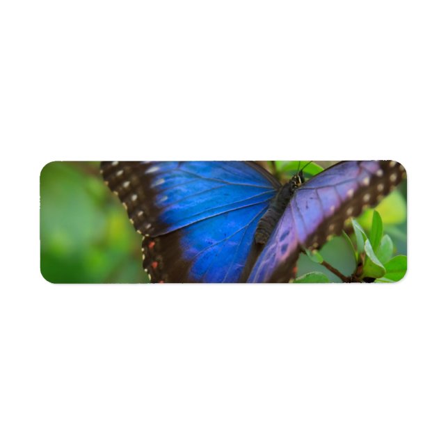 Papillon bleu (Devant)