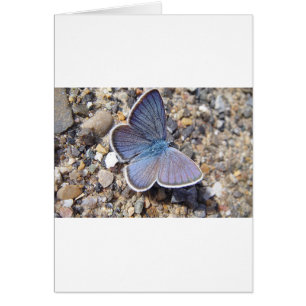 Papillon bleu clair
