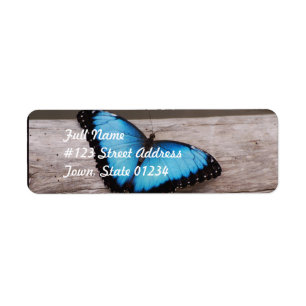 Papillon bleu de Morpho