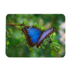 Papillon bleu Morpho Magnet Premium