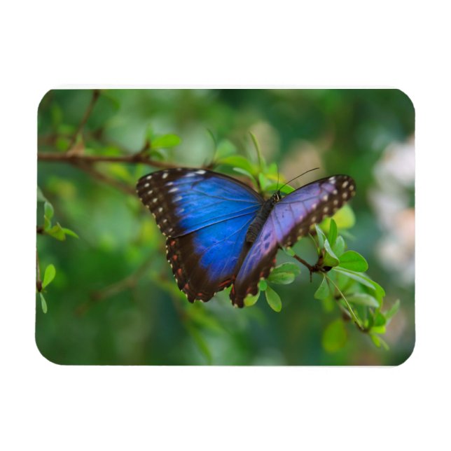 Papillon bleu Morpho Magnet Premium (Horizontal)