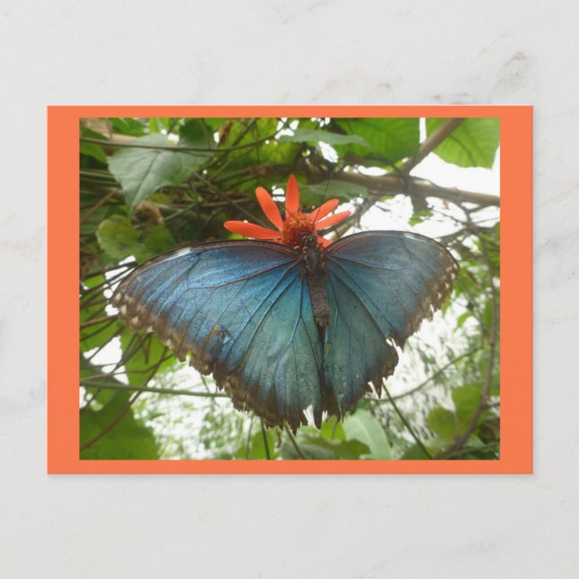Papillon bleu Morpho sur carte postale do-it-yours (Devant)