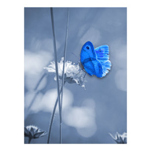 Papillon bleu photo imprimé