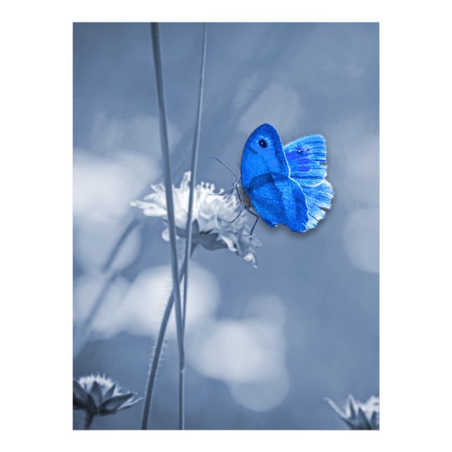 Papillon bleu photo imprimé (Devant)