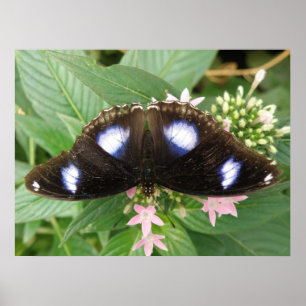 Papillon bleu tacheté Impression