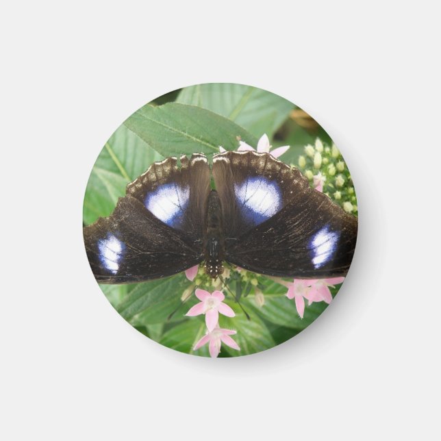 Papillon bleu tacheté Magnet (Devant)