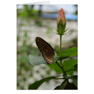 Papillon Brown