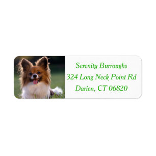 Papillon Brown & White Puppy Dog - Green