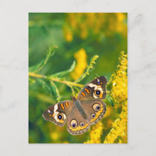 papillon buckeye sur carte postale missouri golden