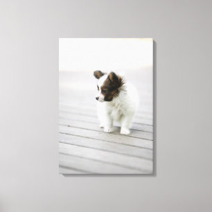 Papillon Canvas Print