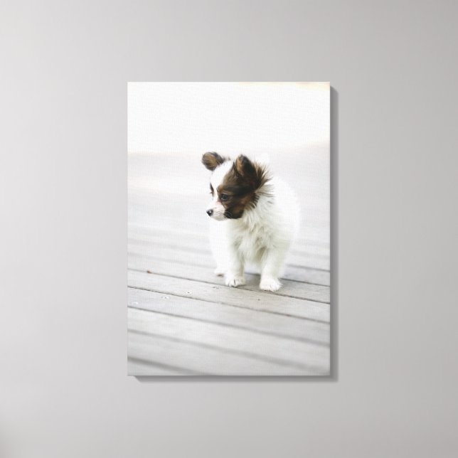 Papillon Canvas Print (Front)
