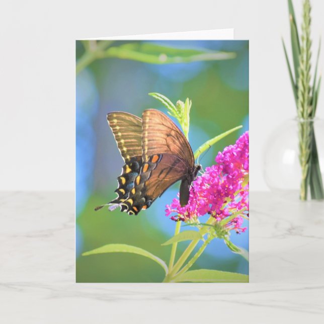Papillon, carte (Devant)