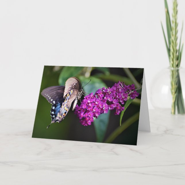 Papillon, carte (Devant)