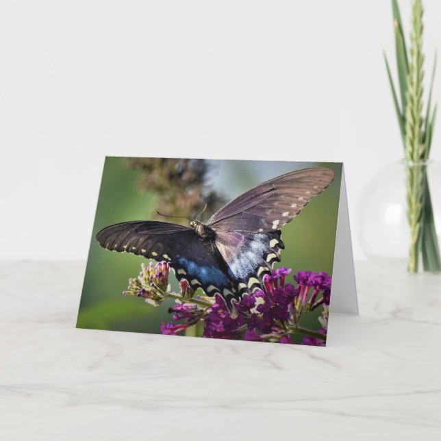 Papillon, carte (Devant)