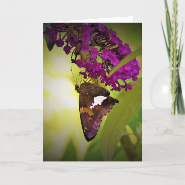 Papillon, carte (Devant)