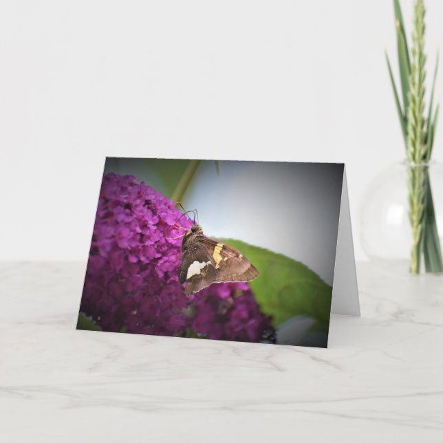 Papillon, carte (Devant)