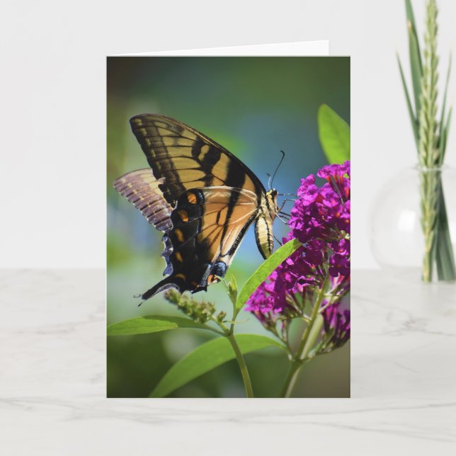 Papillon, carte (Devant)