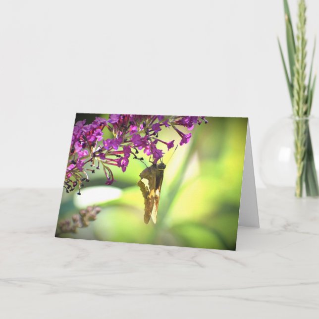 Papillon, carte (Devant)