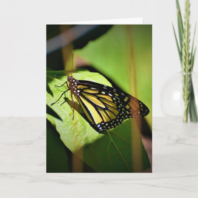 Papillon, carte (Devant)