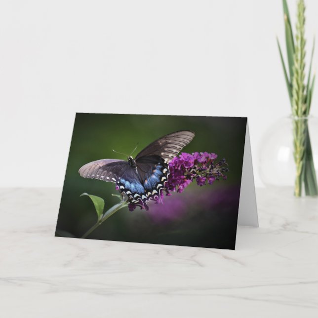 Papillon, carte (Devant)