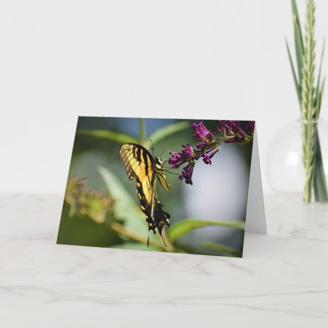 Papillon, carte (Devant)